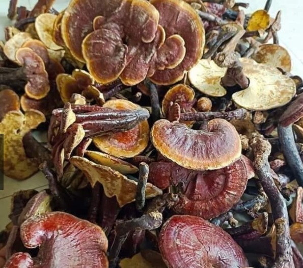 Nấm Lim xanh rừng tự nhiên từ Tây Bắc (Bách Niên)